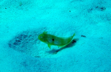 穏やかだったラチャヤイ島!_f0144385_2014458.jpg