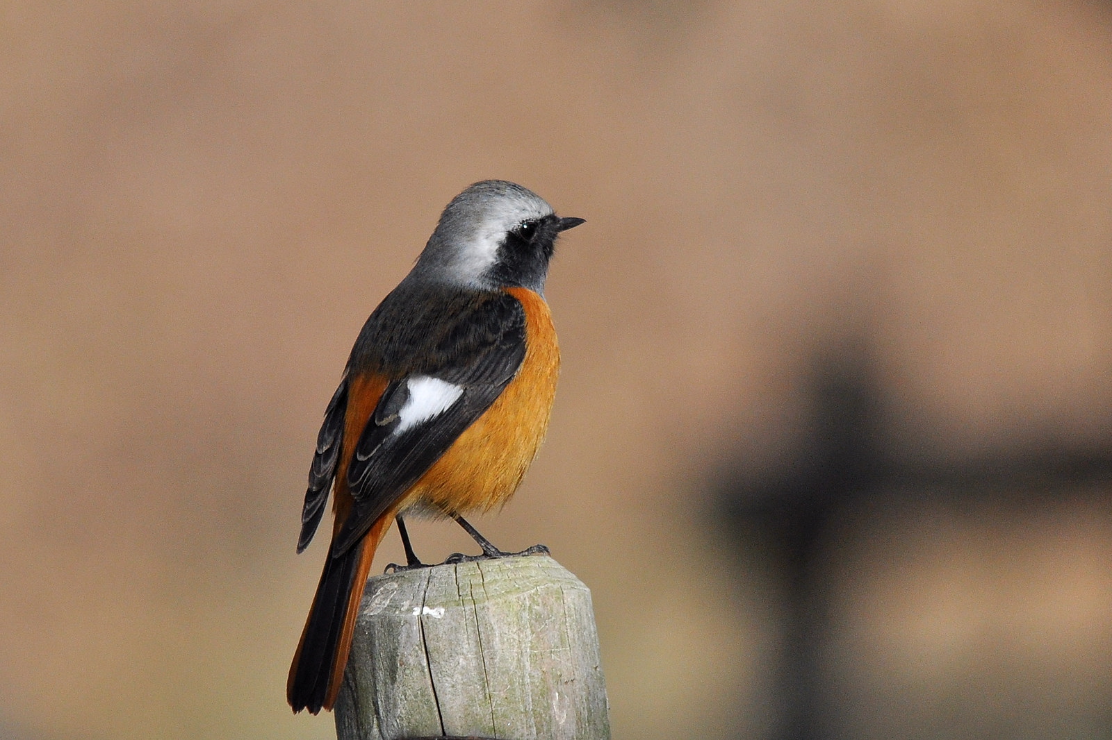 2011　01　20　の鳥さん_a0143491_23215163.jpg