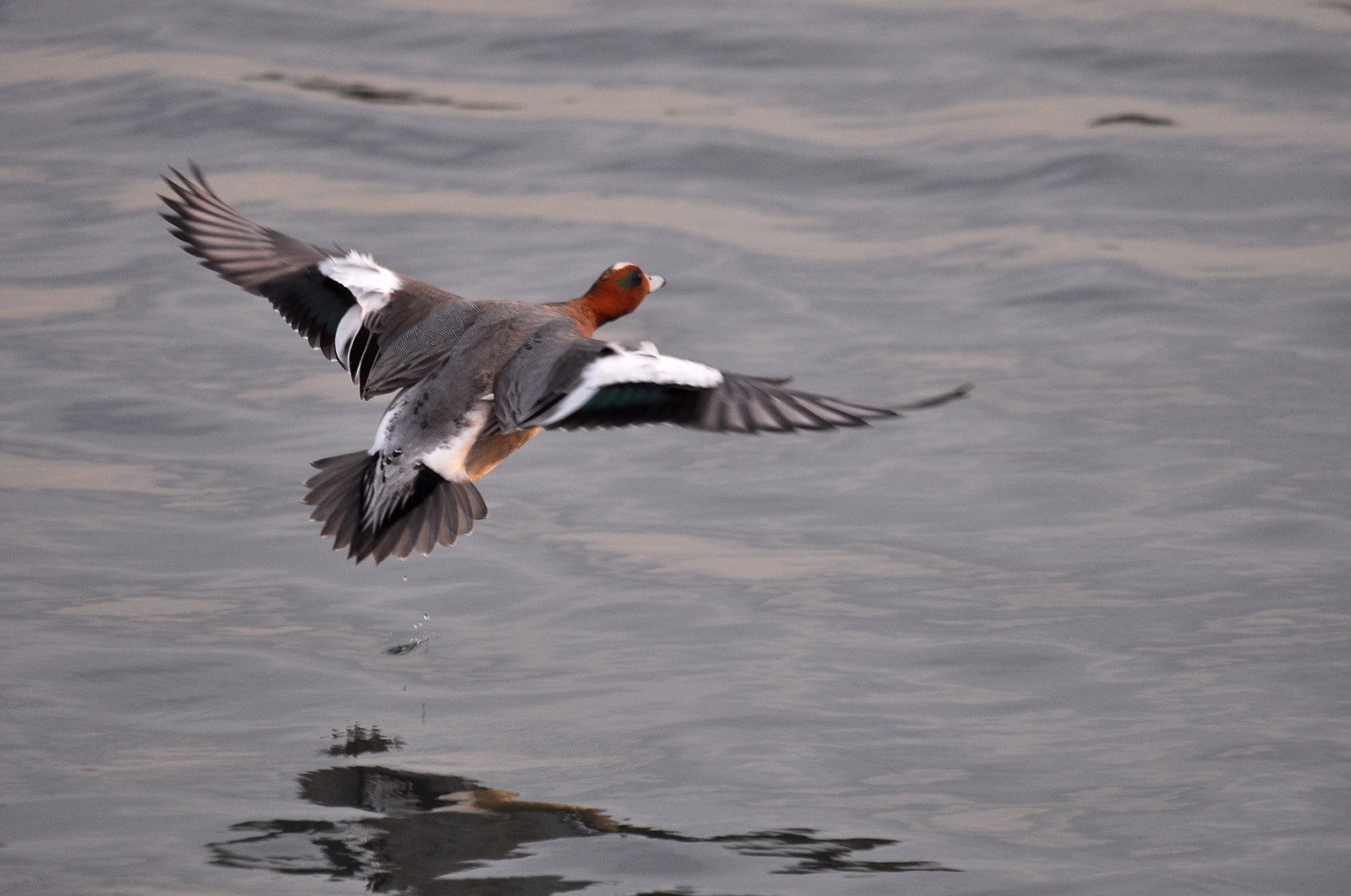 2011　01　20　の鳥さん_a0143491_23371752.jpg