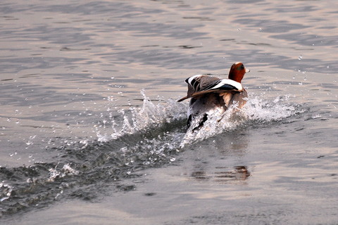 2011　01　20　の鳥さん_a0143491_23375722.jpg