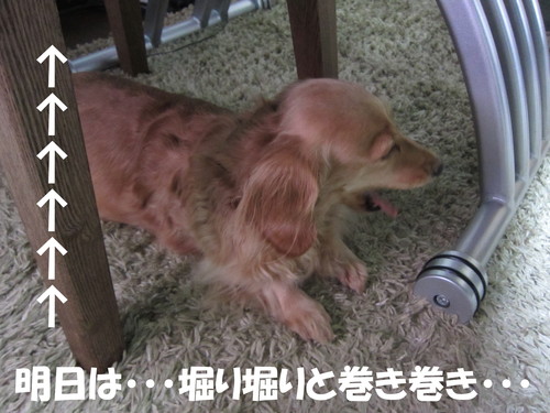 お庭造り Ｐａｒｔ １_b0200291_203287.jpg