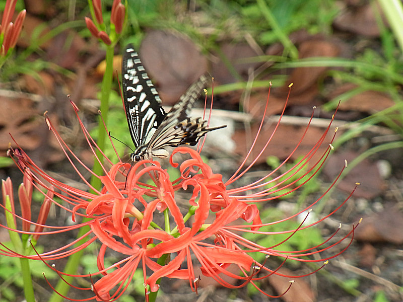 ナミアゲハ（西公園 2010/09/29撮影）_f0204094_2039142.jpg