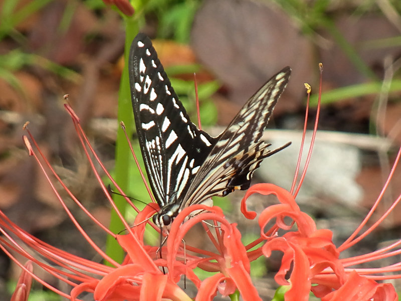 ナミアゲハ（西公園 2010/09/29撮影）_f0204094_20392838.jpg