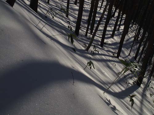 雪模様_e0120896_633527.jpg
