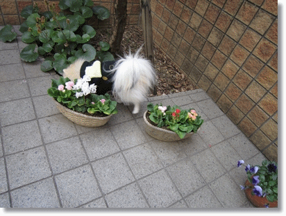 b0167519_9412398.gif