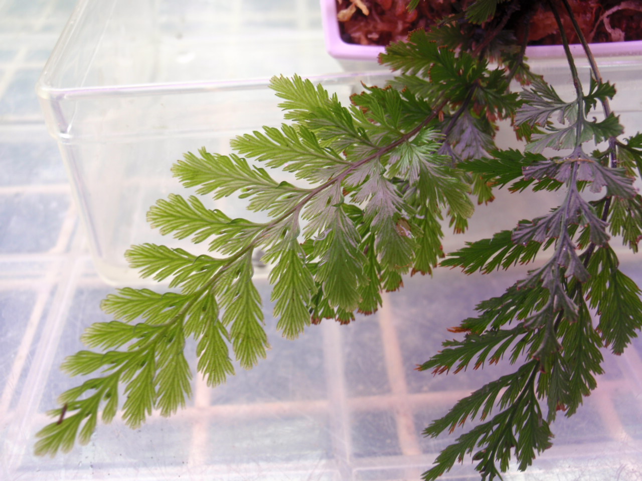 超希少種 ソテツホラゴケ  シダ植物  ホラゴケ  パルダリウム 超希少種 ソテツホラゴケ シダ植物 ホラゴケ パルダリウム