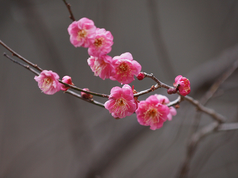 紅いウメの花_c0085622_22163941.jpg