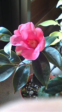 a0116439_16564116.jpg