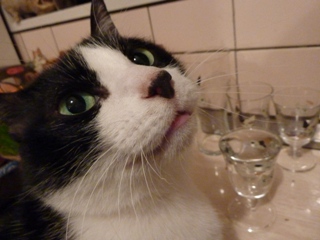 猫の目キラキラグラス猫 空編。_a0143140_2353421.jpg