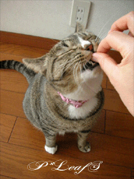c0176651_22142466.gif