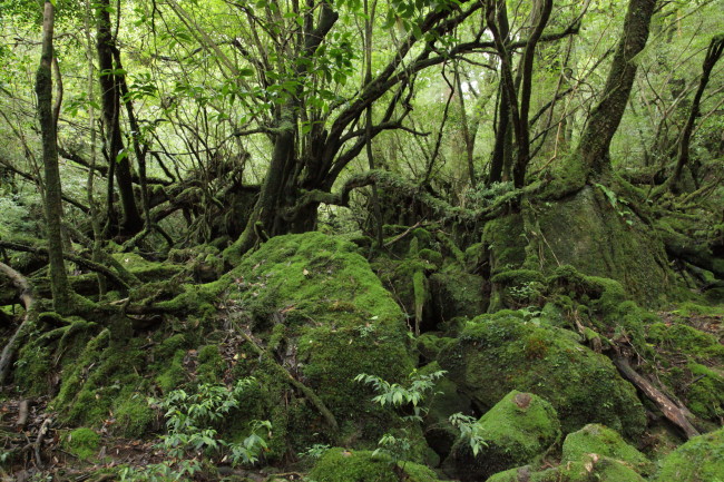 苔むした森_a0182652_1911938.jpg