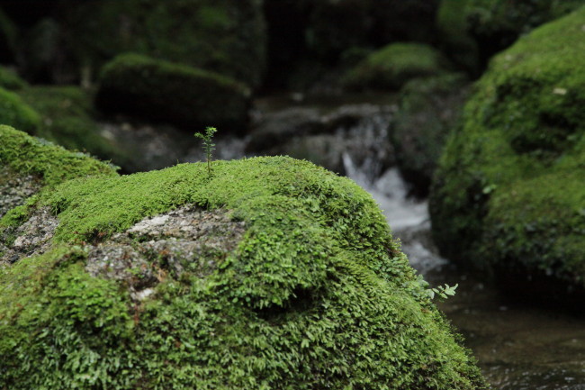 沢が流れる石の上に発芽した杉の赤ちゃん 屋久島の自然はカッコイイ