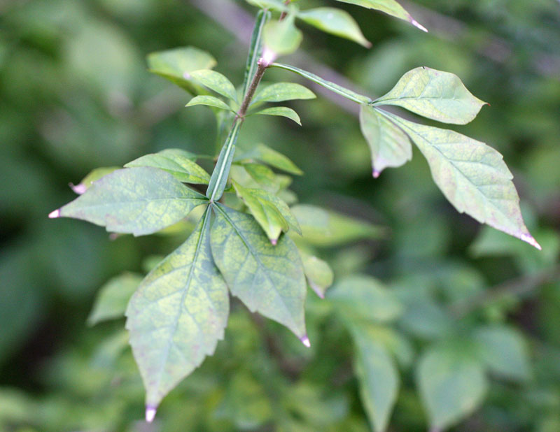 ロウソクノキ Parmentiera cereifera_f0165160_5224126.jpg