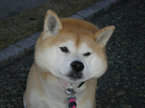 2011年1月21日(金)そうだ!行こう、エジプト!_f0060461_20445891.jpg