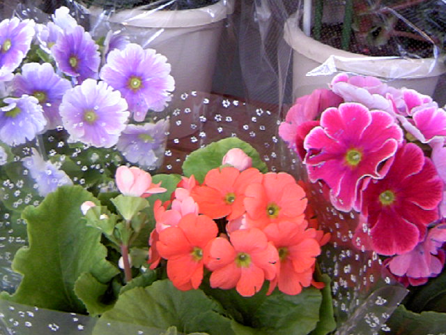 a0152665_17335775.jpg