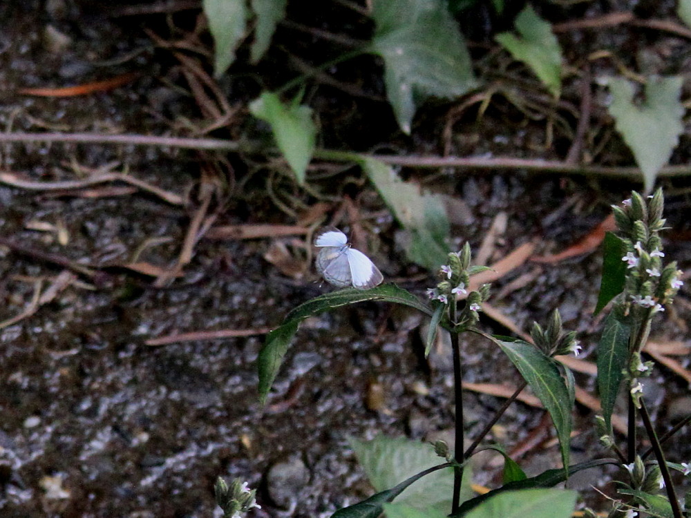 a0146869_5473974.jpg