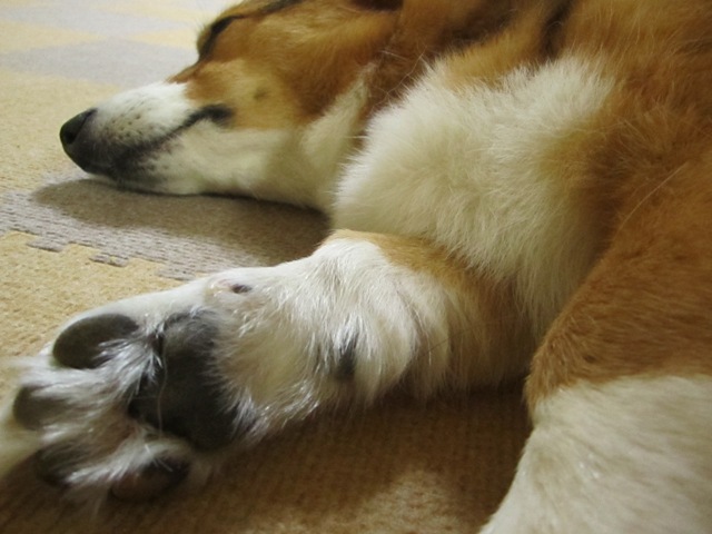 c0160878_21124494.jpg