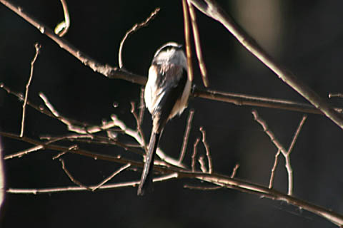 ナギイカダと、野鳥エナガ_f0030085_20545677.jpg