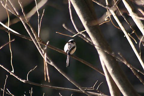 ナギイカダと、野鳥エナガ_f0030085_20551038.jpg