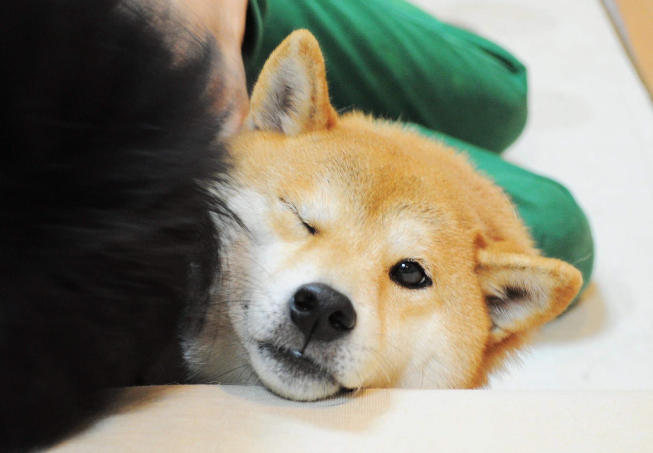 愛されるって辛いかも・・・_a0126590_1552817.jpg