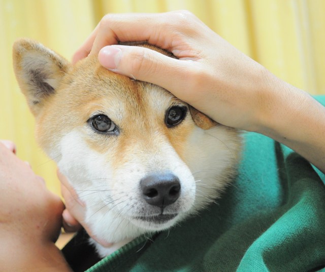 愛されるって辛いかも・・・_a0126590_1572920.jpg