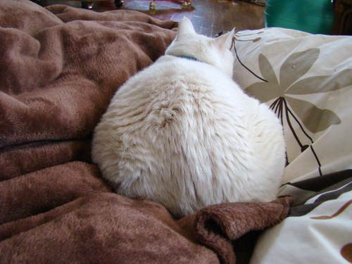 毛割れ猫 : 白くて丸いのと黒くてでっかいの