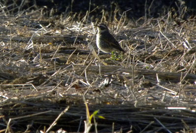 畑で虫をさがすツグミ Dusky thrush_f0206939_21294654.jpg