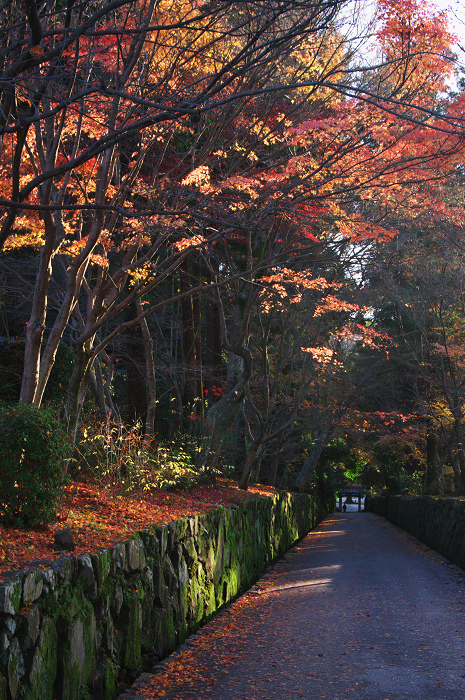 晩秋・興聖寺_f0155048_22452854.jpg