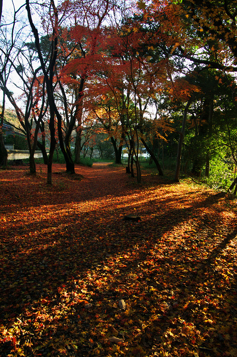 晩秋・興聖寺_f0155048_22453725.jpg