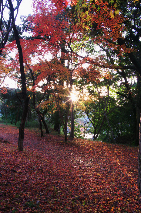 晩秋・興聖寺_f0155048_2246045.jpg