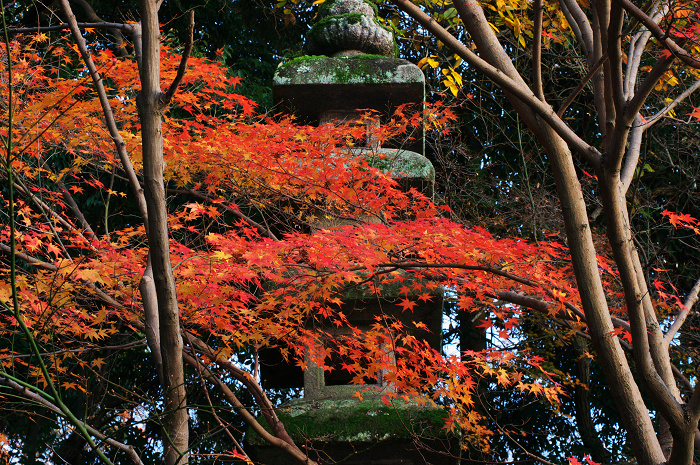 晩秋・興聖寺_f0155048_22461274.jpg
