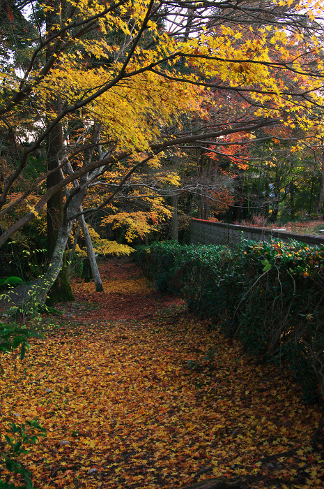 晩秋・興聖寺_f0155048_22462638.jpg