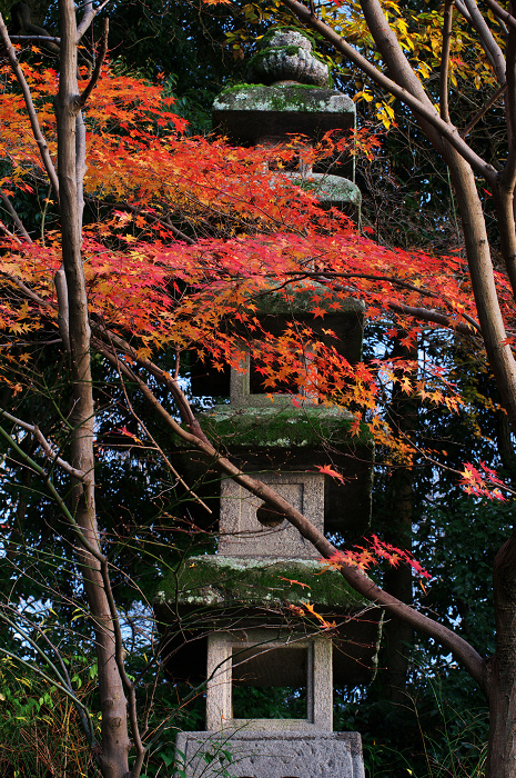 晩秋・興聖寺_f0155048_2246340.jpg