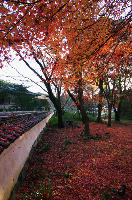 晩秋・興聖寺_f0155048_22463414.jpg