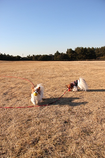 6才になりました。_c0074156_23362132.jpg