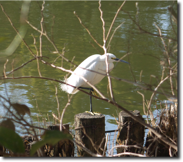 浮間舟戸公園_a0162760_2314732.jpg