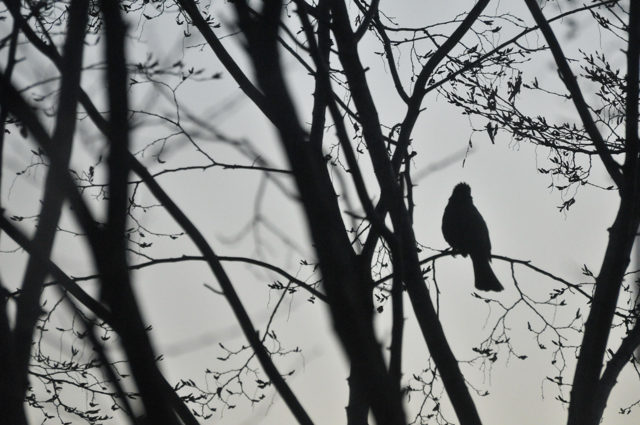 朝靄や鳥鎮座する冬木立 朝靄に鳥鎮もれる冬木立 生きる歓び Plaisir De Vivre 人生はつらし されど愉しく美しく