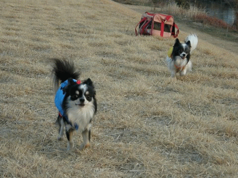 e0059267_22175191.gif