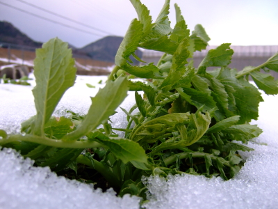 雪に埋もれていた野菜_b0169869_9513816.jpg