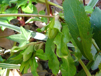 c0040472_12395896.jpg