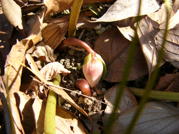 c0040472_12402238.jpg