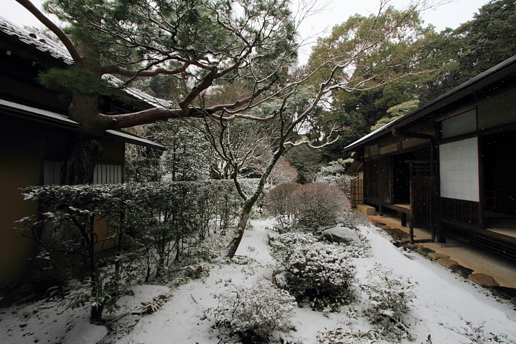雪の高桐院(大徳寺塔頭)_e0051888_21263963.jpg