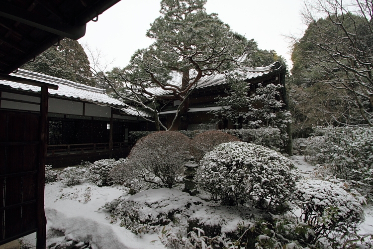 雪の高桐院(大徳寺塔頭)_e0051888_2127479.jpg