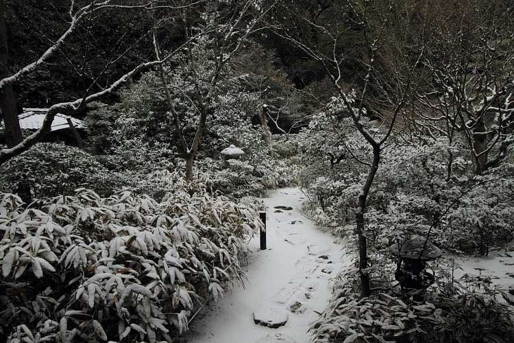 雪の高桐院(大徳寺塔頭)_e0051888_21313350.jpg