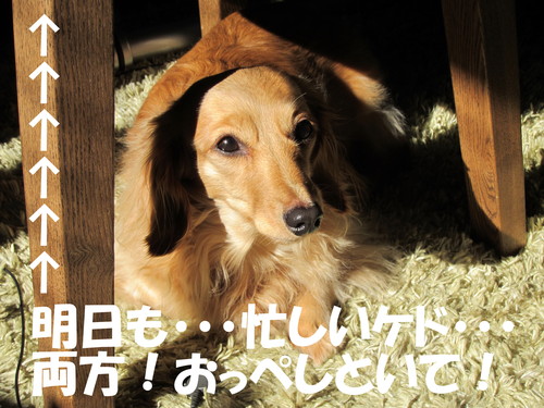お庭造り Ｐａｒｔ ３_b0200291_2020459.jpg