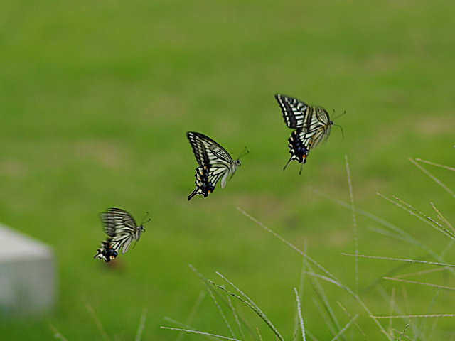 ナミアゲハ（舞鶴公園 2010/10/05撮影）_f0204094_22392054.jpg