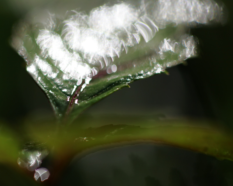 水の刻「光の葉」_f0236202_1215871.jpg