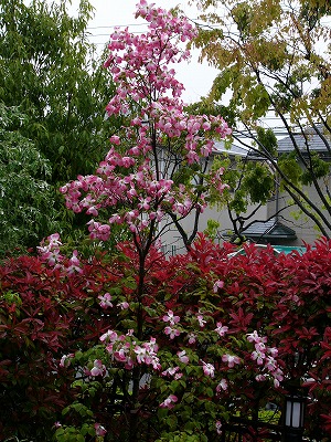 a0123003_11222488.jpg