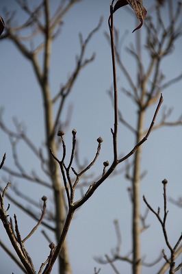 a0123003_11354457.jpg
