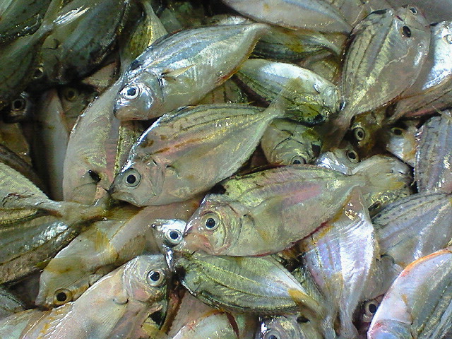 ヒイラギ 玉島魚市場 お魚情報